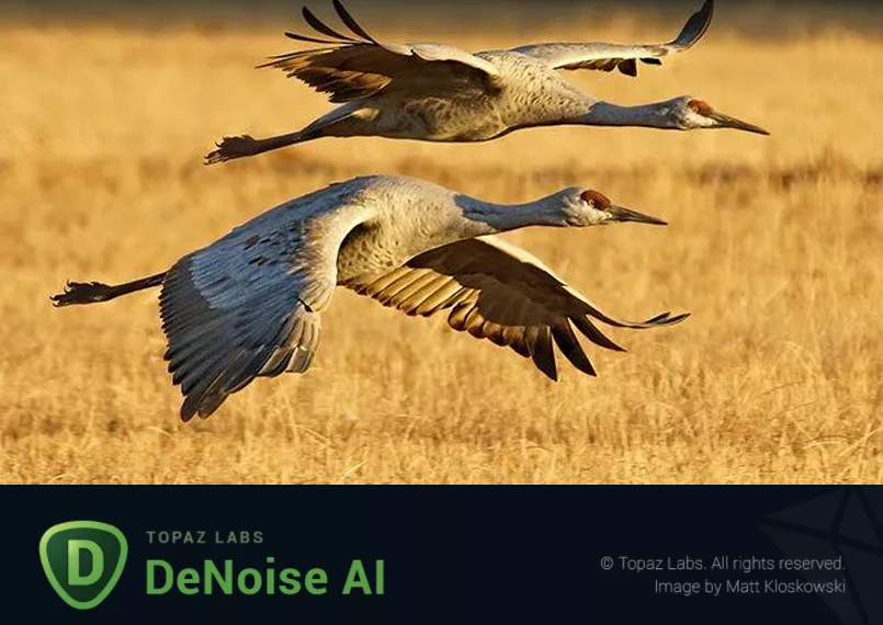 图片[1] - Topaz DeNoise AI 3.7.2 / 3.3.4  AI智能图像降噪工具破解便携版 - 聚问天空网